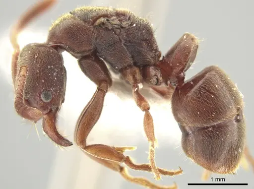 Rasopone costaricensis specimen INBIOCRI001280801 image inbiocri001280801_3