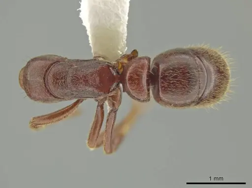 Rasopone cryptergates specimen INB0003660648 image inb0003660648_1