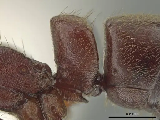 Rasopone cryptergates specimen INB0003660648 image inb0003660648_4