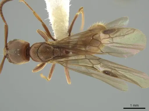 Rasopone cryptergates specimen JTLC000008527 image jtlc000008527_1