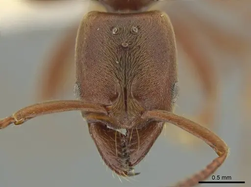 Rasopone cryptergates specimen JTLC000008527 image jtlc000008527_2