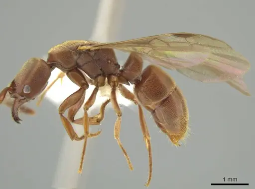 Rasopone cryptergates specimen JTLC000008527 image jtlc000008527_3