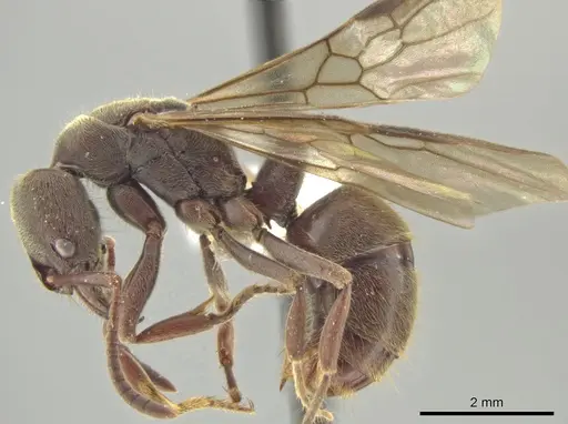 Rasopone cubitalis specimen INB0003662382 image inb0003662382_3