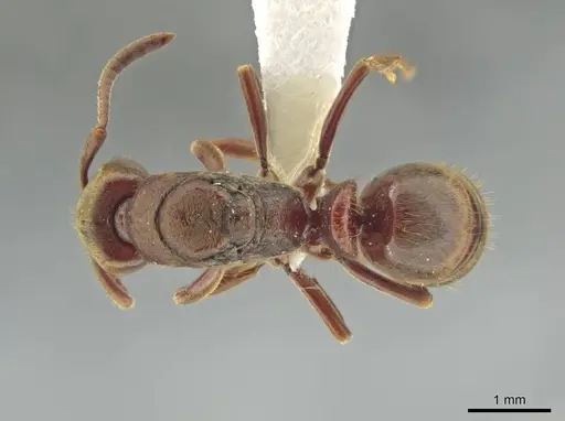 Rasopone ferruginea specimen CASENT0624181 image casent0624181_1