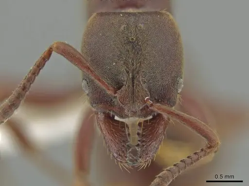 Rasopone ferruginea specimen CASENT0624181 image casent0624181_2