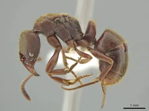 Rasopone ferruginea specimen CASENT0624181 image casent0624181_3