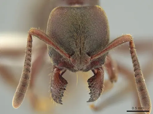 Rasopone ferruginea specimen CASENT0644264 image casent0644264_2