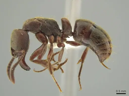 Rasopone ferruginea specimen CASENT0644264 image casent0644264_3