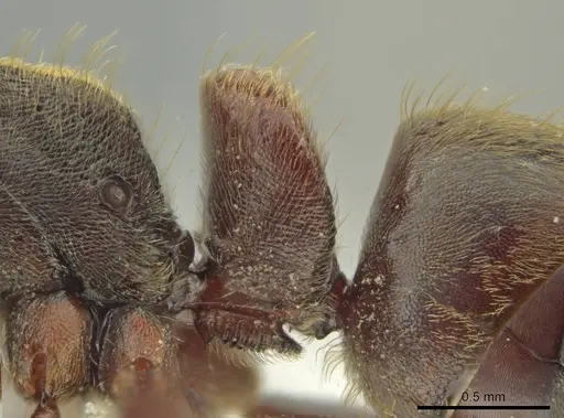Rasopone ferruginea specimen CASENT0644264 image casent0644264_4