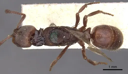 Rasopone ferruginea specimen CASENT0902518 image casent0902518_1