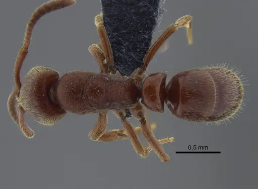 Rasopone ferruginea specimen CBUMAGENT41709 image cbumagent41709_1
