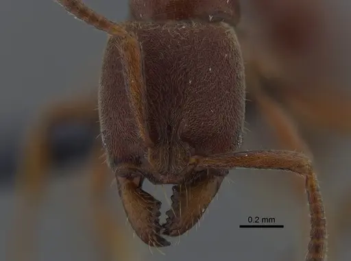 Rasopone ferruginea specimen CBUMAGENT41709 image cbumagent41709_2