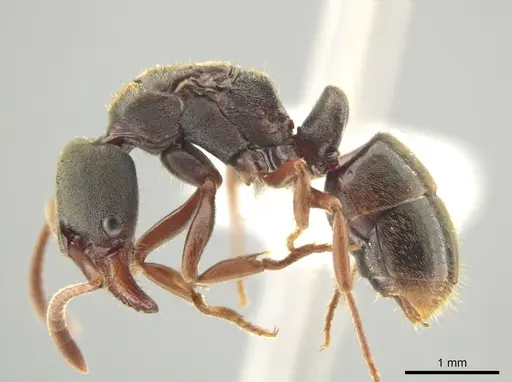 Rasopone guatemalensis specimen CASENT0612926 image casent0612926_3