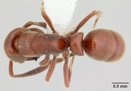 Rasopone lunaris specimen CASENT0178179 image casent0178179_1