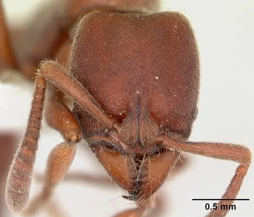 Rasopone lunaris specimen CASENT0178179 image casent0178179_2