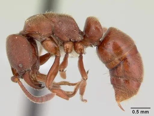 Rasopone lunaris specimen CASENT0178179 image casent0178179_3