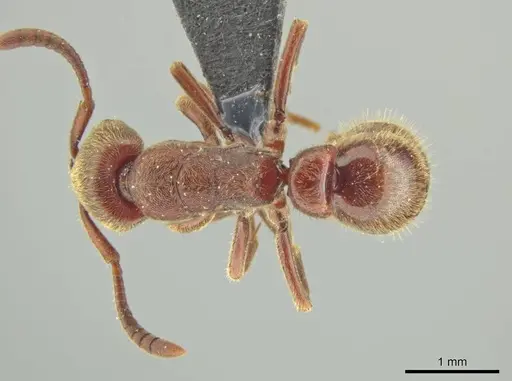 Rasopone lunaris specimen CASENT0644556 image casent0644556_1