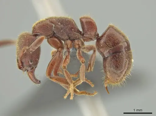 Rasopone lunaris specimen CASENT0644556 image casent0644556_3