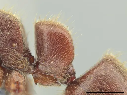 Rasopone lunaris specimen CASENT0644556 image casent0644556_4