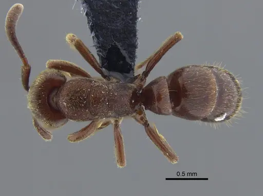 Rasopone lunaris specimen CBUMAGENT41708 image cbumagent41708_1