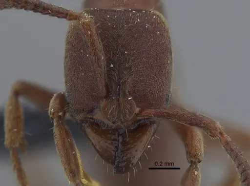 Rasopone lunaris specimen CBUMAGENT41708 image cbumagent41708_2