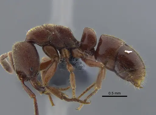 Rasopone lunaris specimen CBUMAGENT41708 image cbumagent41708_3