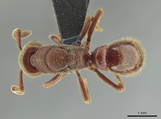 Rasopone lunaris specimen UFV-LABECOL-000359 image ufv-labecol-000359_1