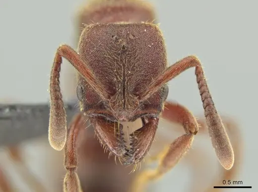 Rasopone lunaris specimen UFV-LABECOL-000359 image ufv-labecol-000359_2