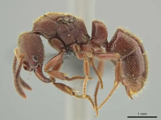 Rasopone lunaris specimen UFV-LABECOL-000359 image ufv-labecol-000359_3