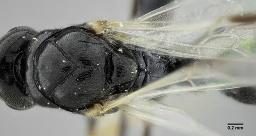 Rasopone lunaris specimen UFV-LABECOL-007332 image ufv-labecol-007332_1