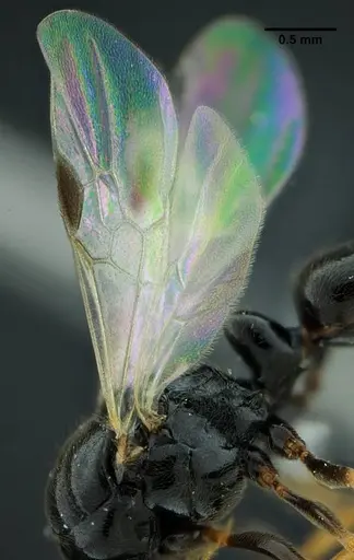 Rasopone lunaris specimen UFV-LABECOL-007332 image ufv-labecol-007332_2