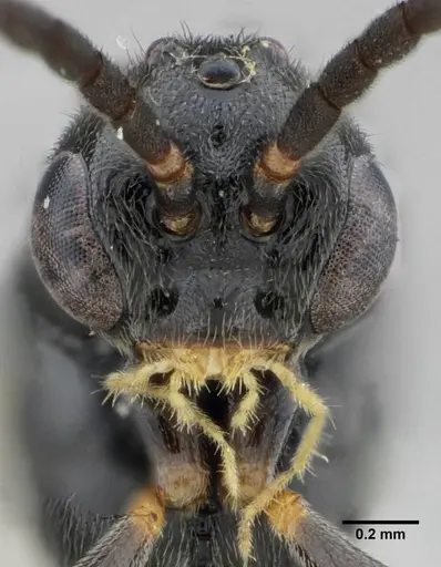 Rasopone lunaris specimen UFV-LABECOL-007332 image ufv-labecol-007332_3