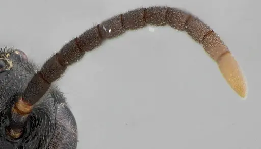 Rasopone lunaris specimen UFV-LABECOL-007332 image ufv-labecol-007332_4