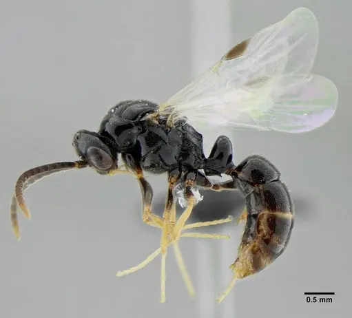 Rasopone lunaris specimen UFV-LABECOL-007332 image ufv-labecol-007332_5