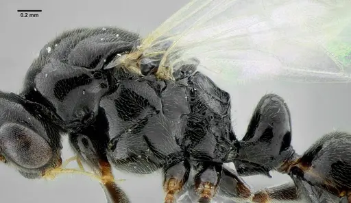 Rasopone lunaris specimen UFV-LABECOL-007332 image ufv-labecol-007332_6