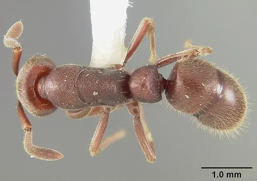 Rasopone lunaris specimen USNMENT00413236 image usnment00413236_1