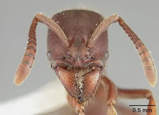 Rasopone lunaris specimen USNMENT00413236 image usnment00413236_2