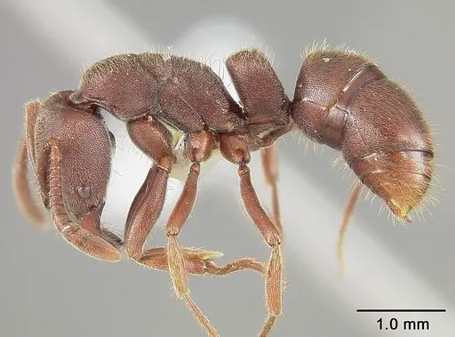 Rasopone lunaris specimen USNMENT00413236 image usnment00413236_3
