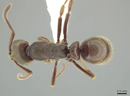 Rasopone mesoamericana specimen CASENT0603245 image casent0603245_1