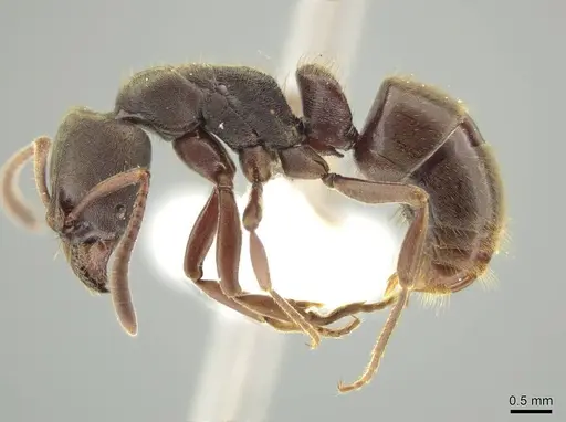 Rasopone mesoamericana specimen CASENT0603245 image casent0603245_3