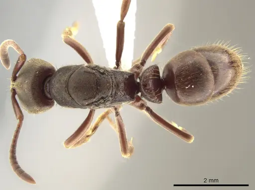 Rasopone mesoamericana specimen CASENT0617675 image casent0617675_1