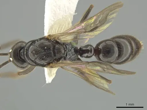 Rasopone mesoamericana specimen CASENT0627722 image casent0627722_1