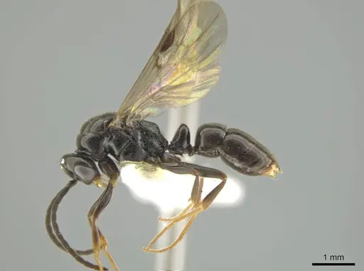 Rasopone mesoamericana specimen CASENT0627722 image casent0627722_3