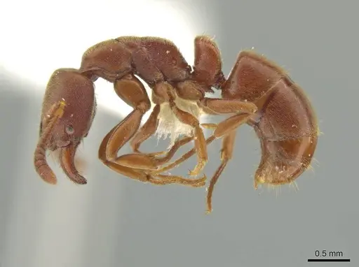Rasopone minuta specimen CASENT0609834 image casent0609834_3