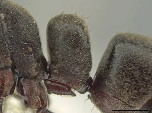 Rasopone panamensis specimen CASENT0644252 image casent0644252_4