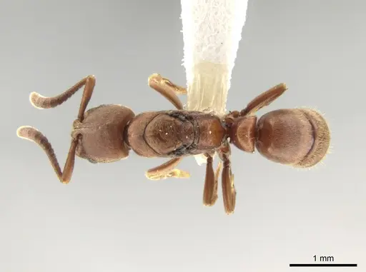Rasopone pluviselva specimen CASENT0628788 image casent0628788_1