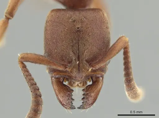 Rasopone pluviselva specimen CASENT0628788 image casent0628788_2