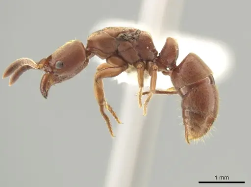 Rasopone pluviselva specimen CASENT0628788 image casent0628788_3