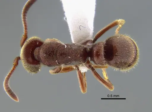 Rasopone pluviselva specimen CBUMAGENT41944 image cbumagent41944_1