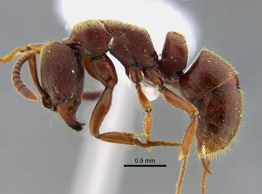 Rasopone pluviselva specimen CBUMAGENT41944 image cbumagent41944_3